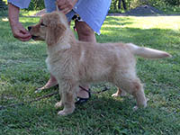 charms goldens cici2
