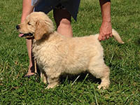 charms goldens deedee3