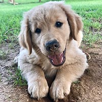 charms golden retriever puppies tank_jazz